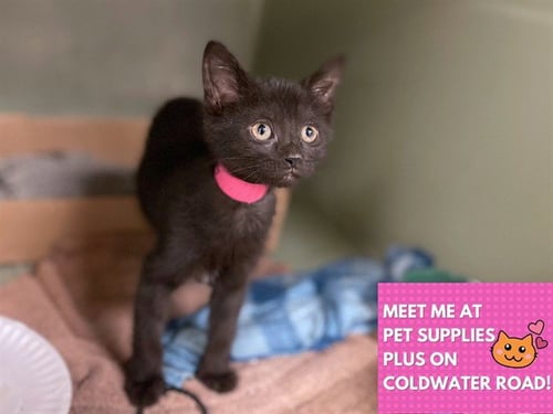 GABBY - Domestic Short Hair for adoption in Fort Wayne