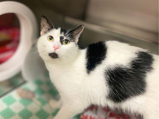 MOOMOO - Domestic Short Hair available for adoption