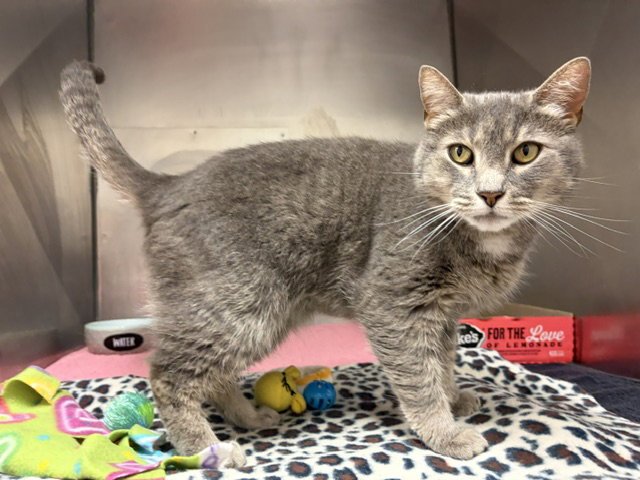 JEANIE Image