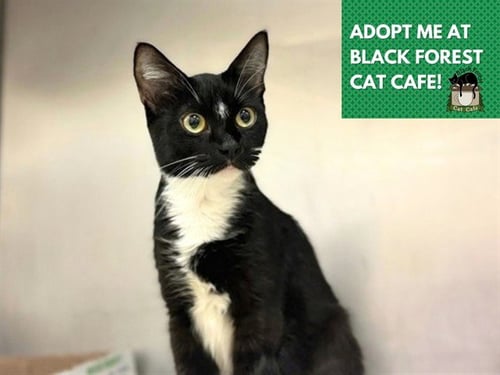 VIENNA - Domestic Short Hair for adoption in Fort Wayne