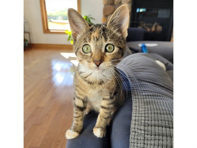 CLAWDIA Image