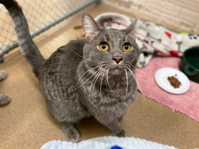 SAMMIE - Domestic Short Hair available for adoption