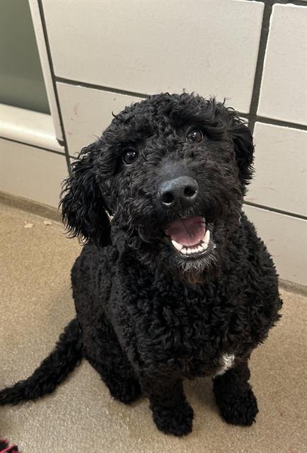 LUNA - Poodle (Standard) available for adoption