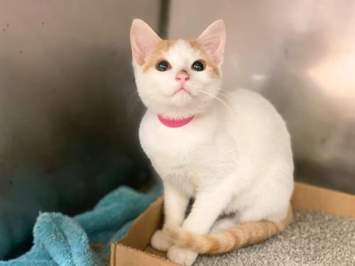 GRETEL - Domestic Short Hair available for adoption
