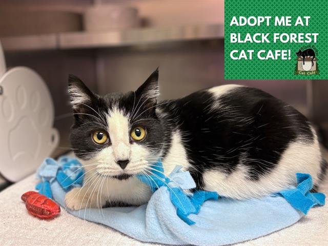 LINUS - Domestic Short Hair available for adoption