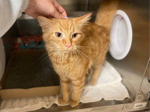 CHAI - Domestic Long Hair available for adoption