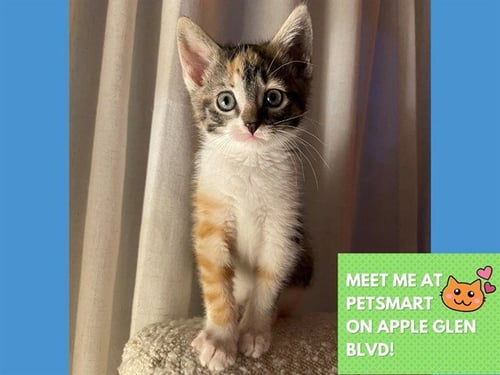 CAMO - Domestic Short Hair available for adoption