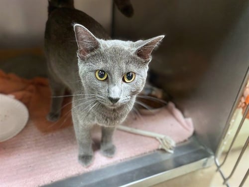 FRANCIS - Domestic Short Hair available for adoption