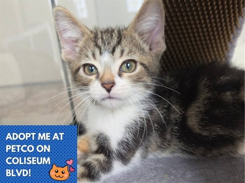 MEEKO - Domestic Short Hair available for adoption