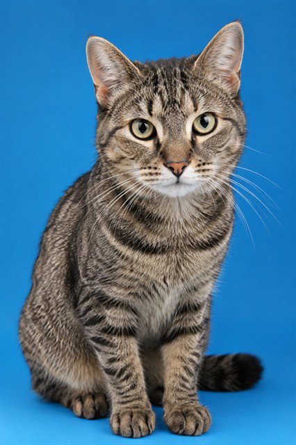 CARDIGAN - Domestic Short Hair available for adoption
