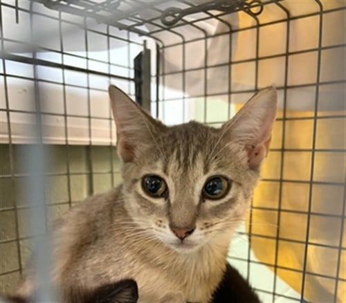 BOBBIE - Domestic Medium Hair available for adoption