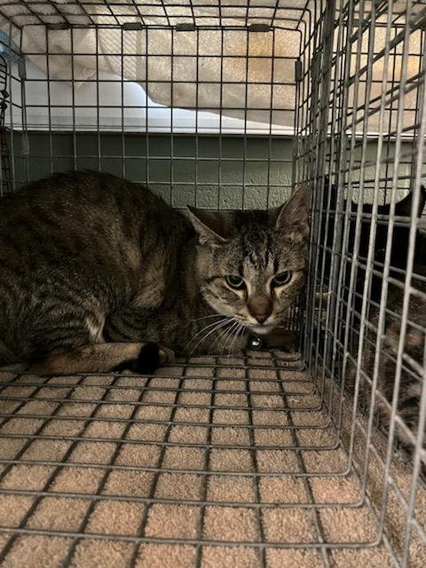BOBA KATT - Domestic Short Hair available for adoption