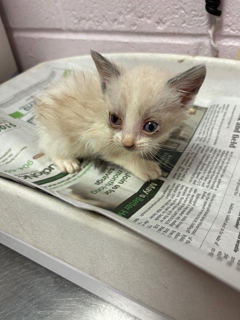 GALADRIEL - Domestic Short Hair available for adoption