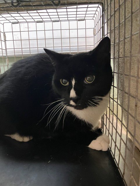 JASON - Domestic Short Hair available for adoption
