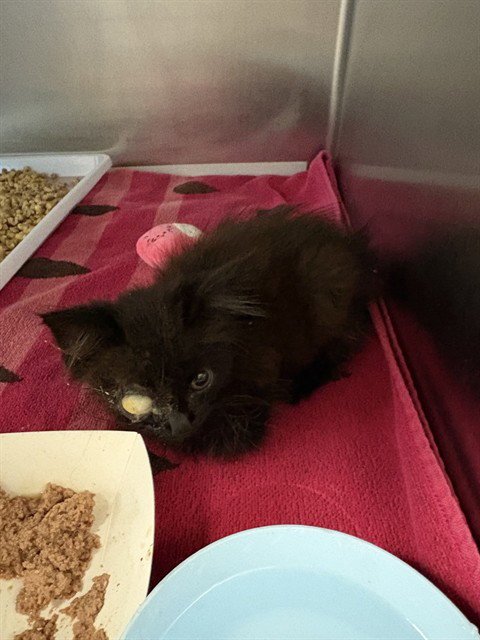 KILO - Domestic Short Hair for adoption in Jacksonville