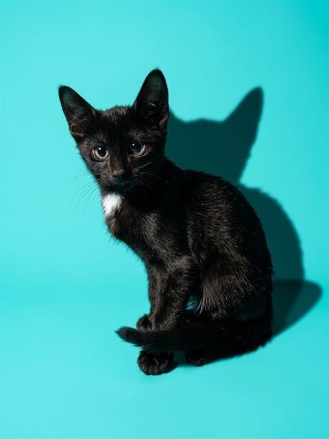 DAGON - Domestic Short Hair for adoption in Jacksonville