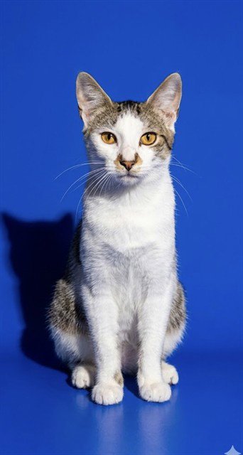 AQUARIUS - Domestic Short Hair available for adoption