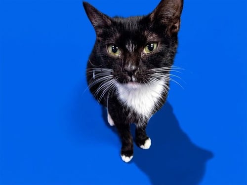 STAR ANISE - Domestic Short Hair available for adoption