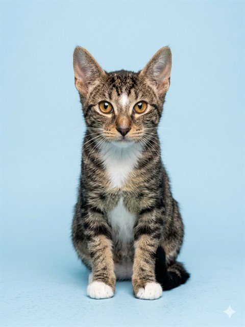 OWEN - Domestic Medium Hair available for adoption