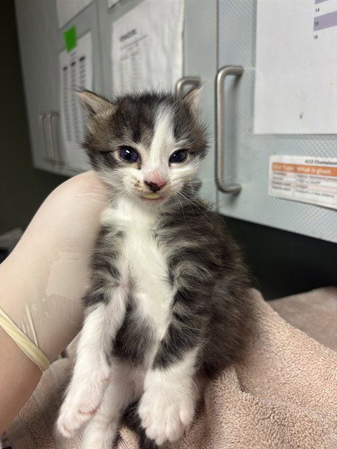 ROSITA - Domestic Short Hair for adoption in Jacksonville