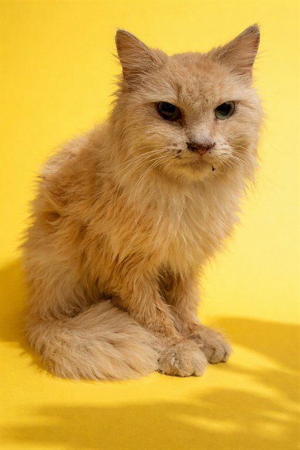 LUCY - Domestic Long Hair available for adoption