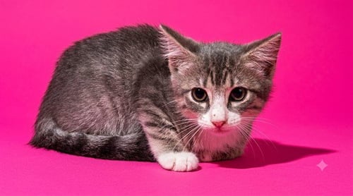 GLUE STICK - Domestic Short Hair for adoption in Jacksonville