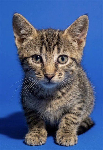 DEVA - Domestic Short Hair available for adoption