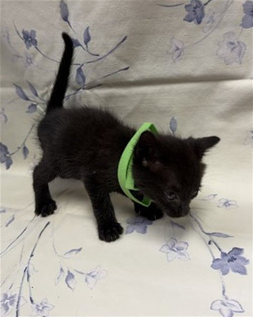 CINDER - Domestic Short Hair for adoption in Jacksonville