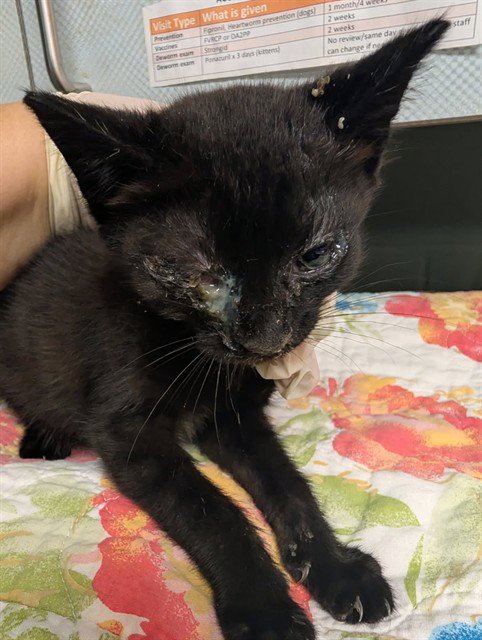 POE - Domestic Short Hair available for adoption