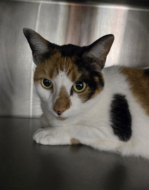 HALO - Domestic Short Hair available for adoption