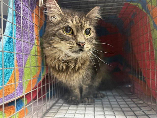 BABY - Domestic Long Hair available for adoption