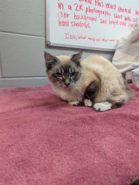 TRUMAN - Domestic Short Hair for adoption in Jacksonville