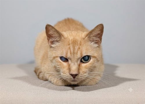 CLAUDETTE - Domestic Short Hair available for adoption