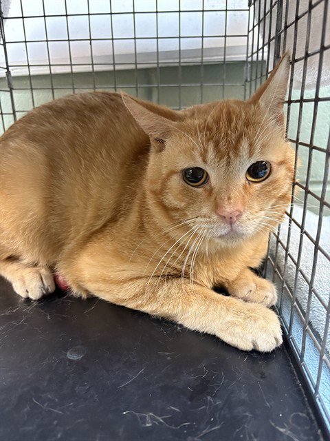 HANS - Domestic Short Hair available for adoption