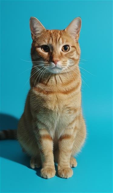 TANG - Domestic Short Hair available for adoption