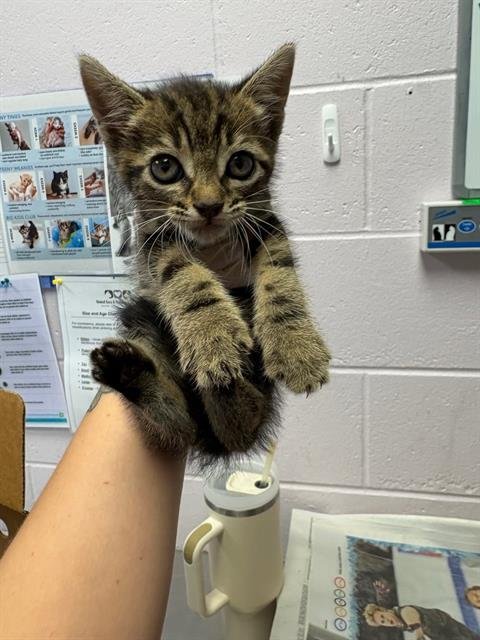 PETOSKEY - Domestic Short Hair available for adoption