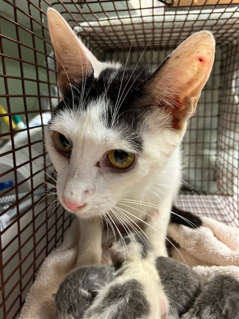 ANT - Domestic Short Hair available for adoption