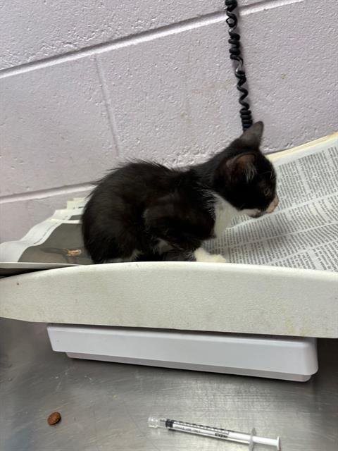 GERALD - Domestic Short Hair available for adoption