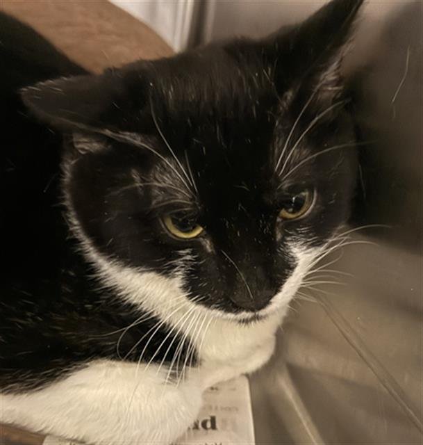 MILKSHAKE - Domestic Short Hair available for adoption