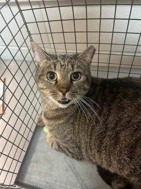 LAUNDRY CAT - Domestic Short Hair available for adoption
