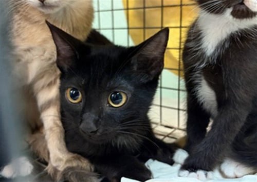 FRANKIE - Domestic Medium Hair available for adoption