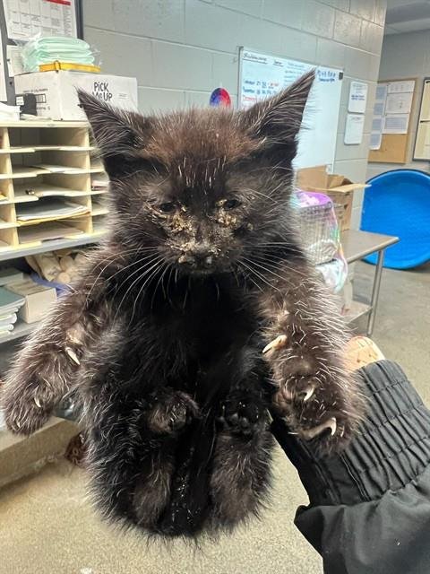 NYX - Domestic Short Hair for adoption in Jacksonville