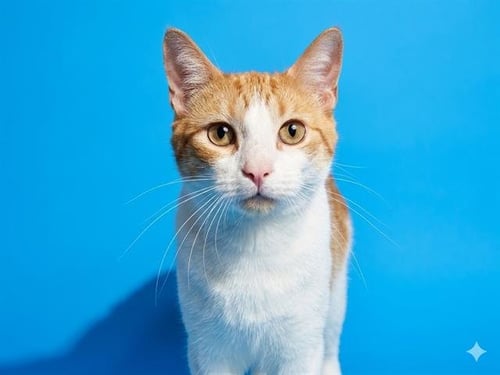 TZATZIKI - Domestic Short Hair available for adoption
