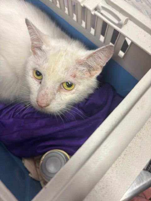 CASPER - Domestic Short Hair for adoption in Jacksonville