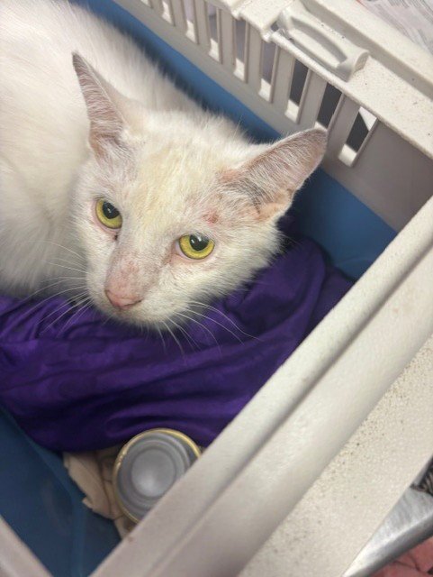 CASPER - Domestic Short Hair for adoption in Jacksonville