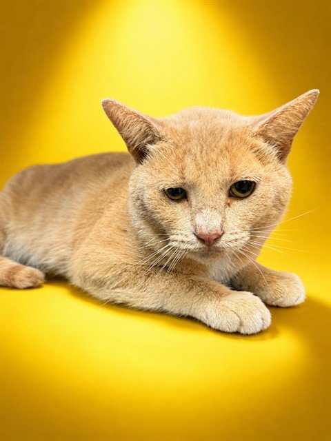 TOM - Domestic Short Hair available for adoption