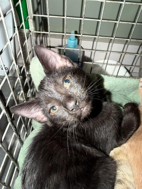 WOOSER - Domestic Short Hair available for adoption