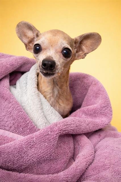 CHIQUI - Chihuahua for adoption in Jacksonville