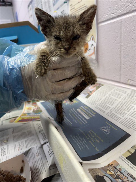 JESSICA DAY - Domestic Medium Hair available for adoption
