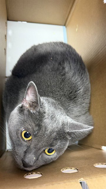 BLUE - Domestic Short Hair available for adoption